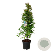 Metasequoia gl. 'Daw.Tawny Fleece' 200-225 cm cont. 55L extra