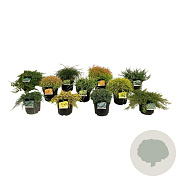 Mixlaag coniferen 30-40 cm 6,5L