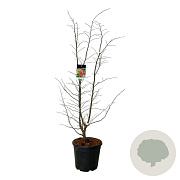 Parrotia persica 'Bella' 125-150 cm 30L extra