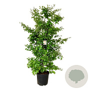 Parrotia persica 200-225 cm cont. 55L extra