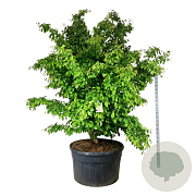 Parrotia persica 225-250 cm cont. 500L spiraal