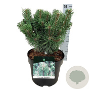 Pinus mugo 'Green Column' 25-30 cm 6,5L