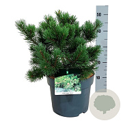Pinus mugo 'Gnom' 30-40 cm 7,5L