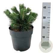 Pinus mugo 'Green Pearl' 25-30 cm 6,5L