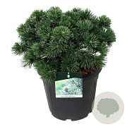 Pinus mugo 'Green Pearl' 40-50 cm 30L extra