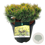Pinus mugo 'Ophir' 30-40 cm 15L