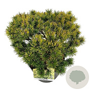 Pinus mugo 'Ophir' 30-40 cm 6,5L
