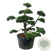 Pinus mugo 150-175 cm cont. 285L bonsai
