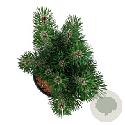 Pinus nigra 'Loïs' 50-60 cm 15L