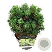 Pinus nigra 'Nana' 25-30 cm