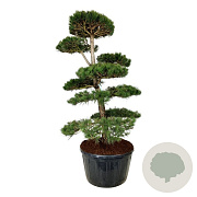 Pinus nigra nigra 200-225 cm cont. 285L bonsai