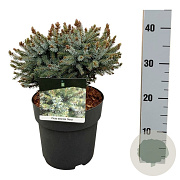 Picea omorika 'Nana' 20-25 cm