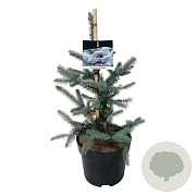 Picea pungens 'Fat Albert' 50-60 cm 6L