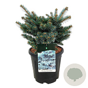 Picea pungens 'Glauca Globosa' 40-50 cm 15L