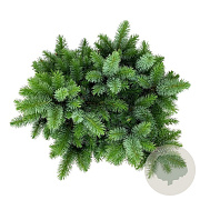 Picea sitchensis 'Midget' 25-30 cm