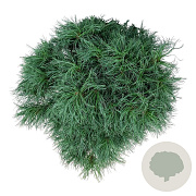 Pinus strobus 'Tiny Kurls' 40-50 cm 15L