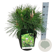 Pinus thunbergii 'Sayonara' 30-40 cm 6,5L
