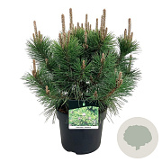 Pinus thunbergii 'Sayonara' 40-50 cm P26