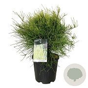 Platycladus or. 'Franky Boy' 50-60 cm 15L