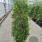 Prunus l. 'Angustifolia' 150-175 cm 30L
