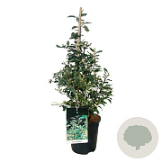 Prunus lusitanica 'Variegata' 60-80 cm 6,5L piramide