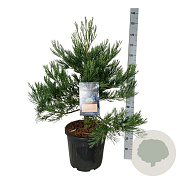 Sequoiadendron g. 'H. Mammoth Two' 80-100 cm 30L extra