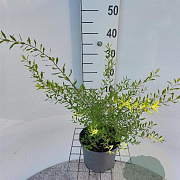 Spiraea cinerea 'Grefsheim' 40-50 cm 3,0L