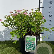 Spiraea jap. 'Little Princess' 25-30 cm 3,0L