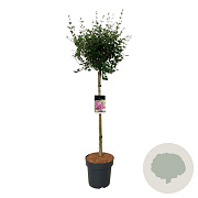 Syringa Bloomerang Dark Purple 90 cm stam 15L