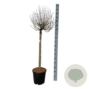 Syringa Bloomerang Pink Perfume 90 cm stam 15L