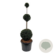 Taxus baccata 150-175 cm cont. 90L trio bol