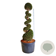 Taxus baccata 175-200 cm cont. 230L spiraal