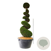 Taxus baccata 225-250 cm cont. 500L spiraal