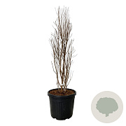 Taxodium dist. Lindsey's Skyward 100-125 cm cont. 55L extra