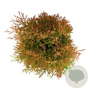 Thuja occ. Fire Chief 30-40 cm 6,5L