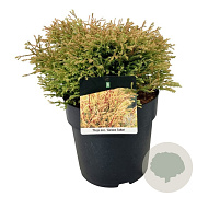 Thuja occ. 'Golden Tuffet' 30-40 cm 6,5L