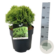 Thuja occ. 'Mirjam' 25-30 cm 6,5L