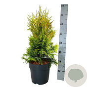 Thuja pl. '4ever' 40-50 cm 6L