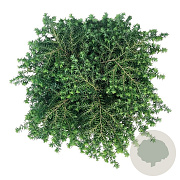 Tsuga can. 'Green Globe' 30-40 cm 6,5L