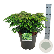 Tsuga can. 'Green Globe' 40-50 cm 6L