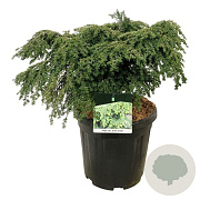 Tsuga can. 'Green Globe' 50-60 cm 15L