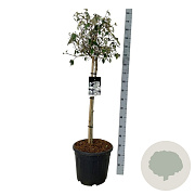 Viburnum 'Eskimo' 90 cm stam 30L