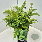 Dryopteris filix-mas 30-40 cm 10L