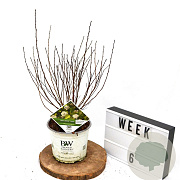 Physocarpus opulif. Tiny Wine Gold 40-60 cm 3,0L