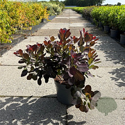 Cotinus cog. 'Royal Purple' 40-50 cm 10L