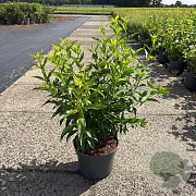 Forsythia int. 'Spectabilis' 60-80 cm 10L