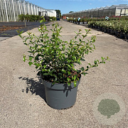 Osmanthus burkwoodii 40-50 cm 10L