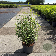 Philadelphus 'Lemoinei' 40-50 cm 10L