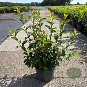 Viburnum bodn. 'Dawn' 50-60 cm 10L
