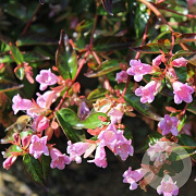 Abelia grandifl. 'Sherwood' 20-25 cm 2,0L